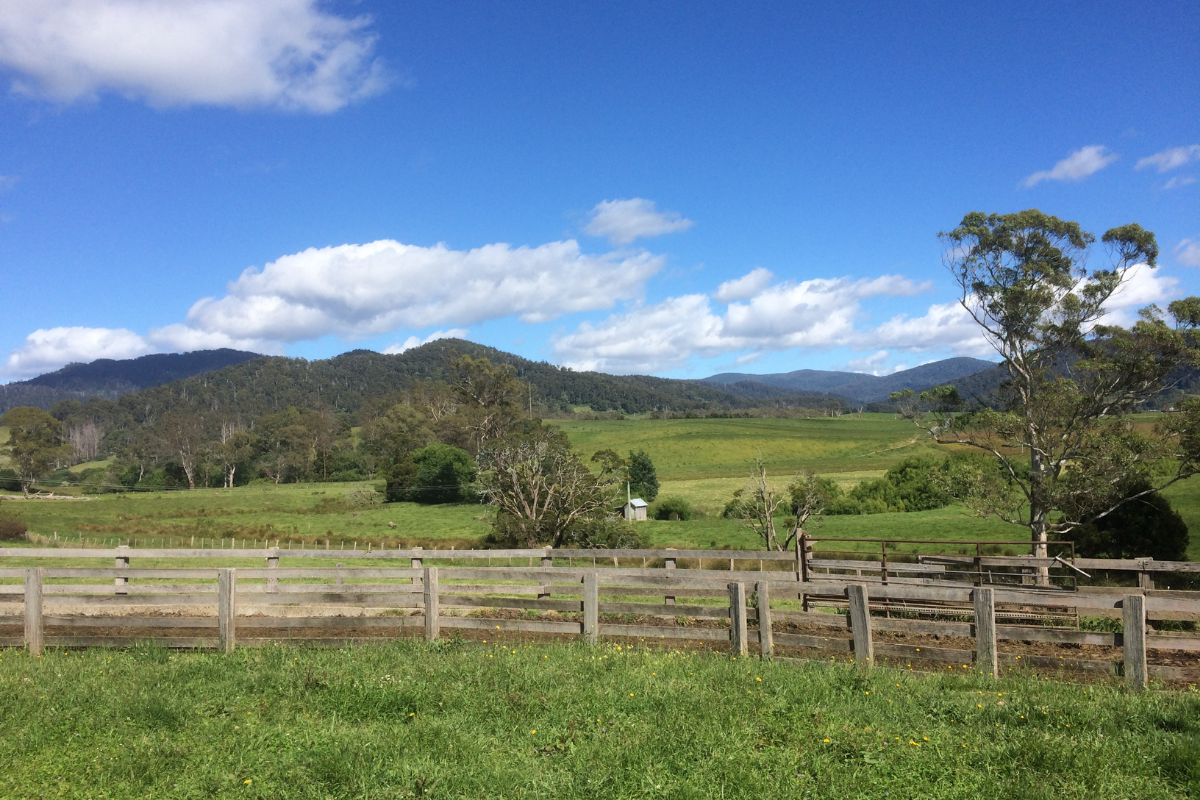 Pyengana Valley Tasmania. Photographed by Marie Jensen. Image via Shutterstock.