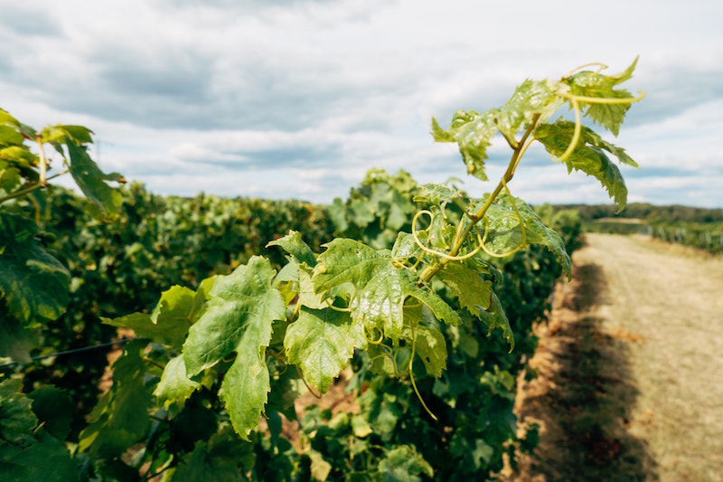 Grape vine. Image by Marcus Winkler via Unsplash