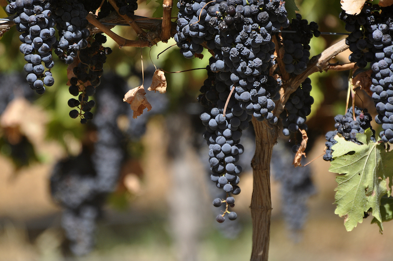 Grapes. Image by Ian Geraint Jones via Shutterstock.