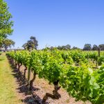 Margaret River Vineyard. Photographed by tcharts. Image via Shutterstock