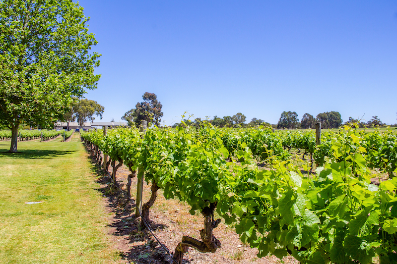 Margaret River Vineyard. Image by tcharts via Shutterstock