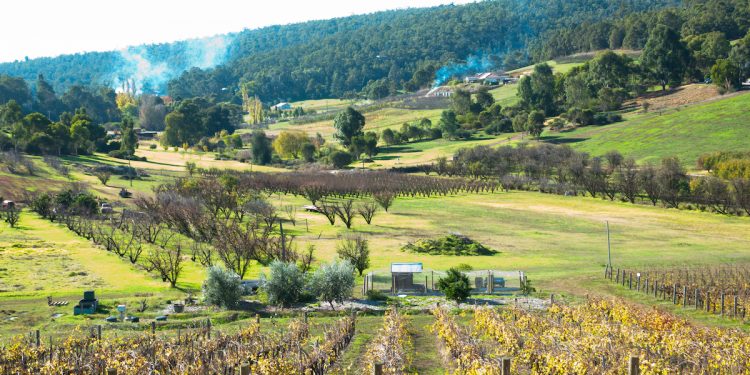 Vineyard in Bickley Western Australia. Image by Adwo via Shutterstock.