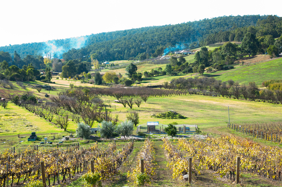 Vineyard in Bickley Western Australia. Image by Adwo via Shutterstock.