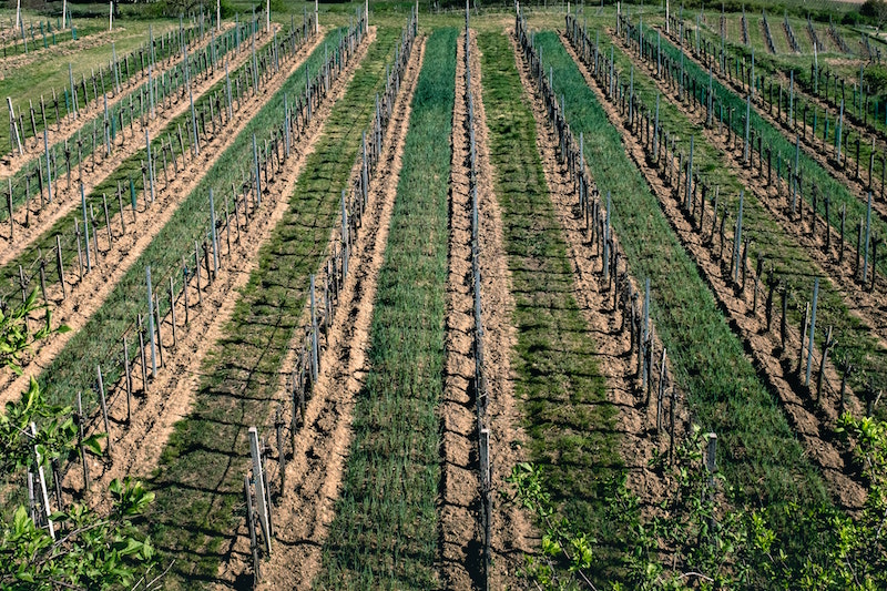 Vineyard. Image by Thomas Peham via Unsplash.