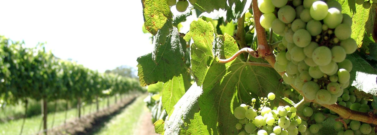 Centennial's White Grape Vineyard. Image supplied by Centennial Vineyards.
