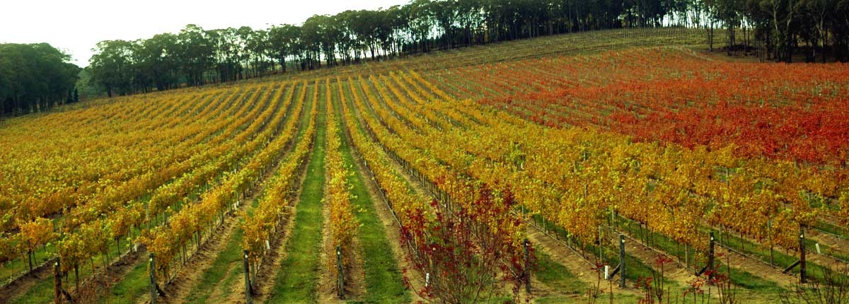 Vineyards in Autumn. Image supplied by Centennial Vineyards.