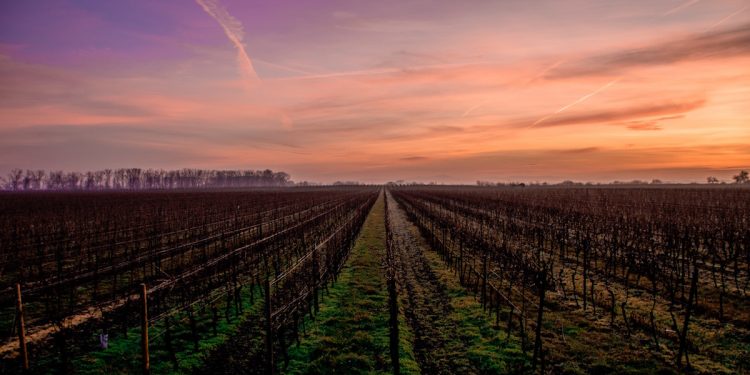 Vineyards. Image by Karsten Wurth via Unsplash.