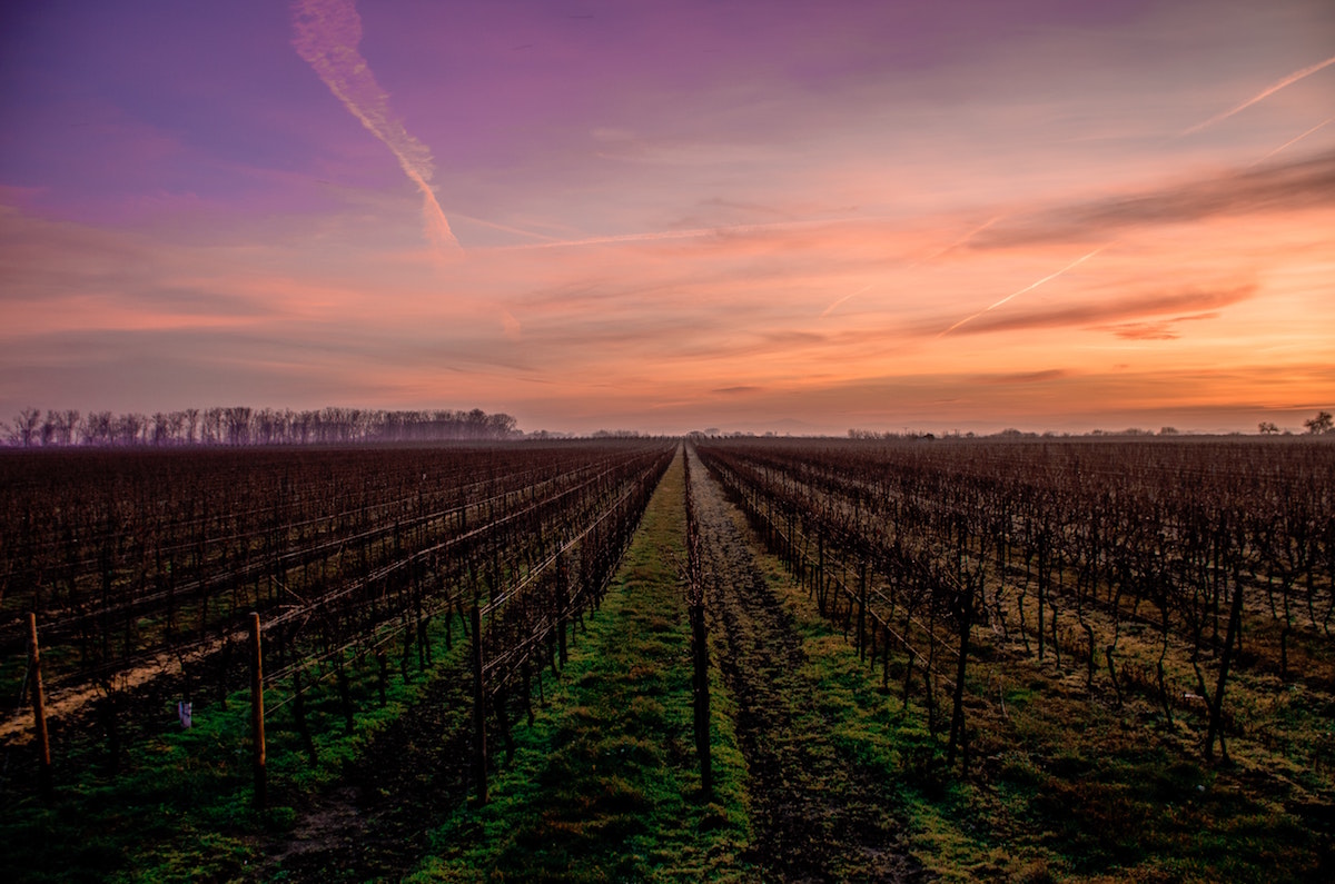 Vineyards. Image by Karsten Wurth via Unsplash.