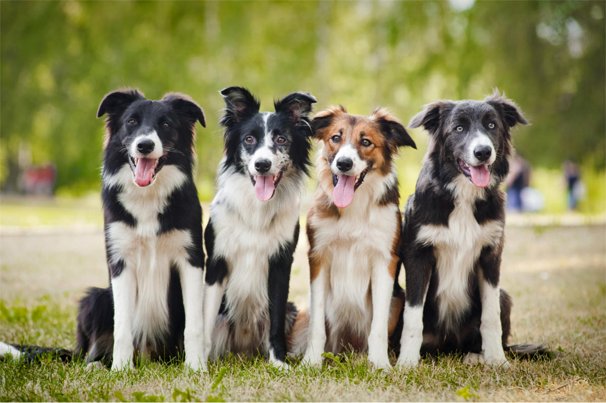 group of border collies sitting on grass