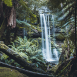 Russell Falls, Mount Field National Park, Tasmania. Photographed by Off the Path. Image via Tourism Tasmania.