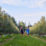 Shield's Orchard. Photographed by Jem Cresswell. Image via Destination NSW.