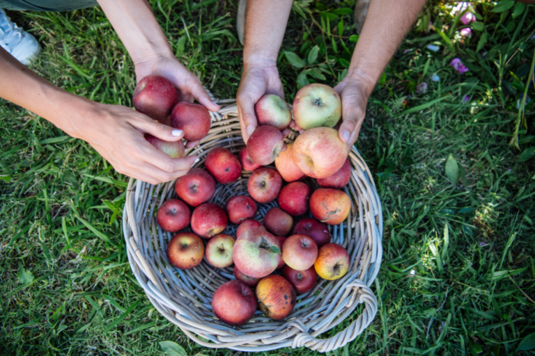 The Best Fruit Picking Farms in New South Wales for 2025 Hunter and Bligh