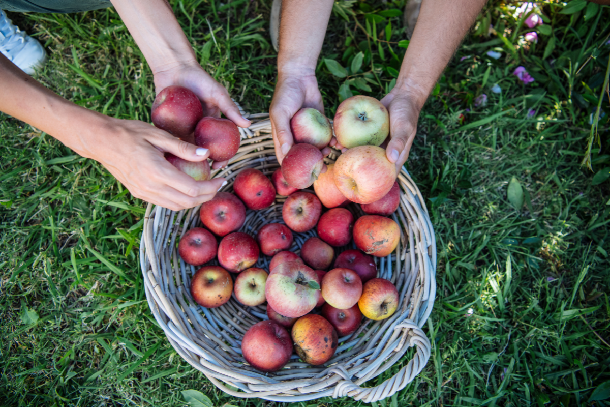 The 6 Best Fruit Picking Farms near Sydney, NSW. Shield's Orchard. Photographed by Paul McMillan. Image via Destination NSW.