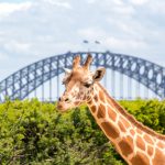 Taronga Zoo Sydney. Photographed by mingis. Image via Shutterstock