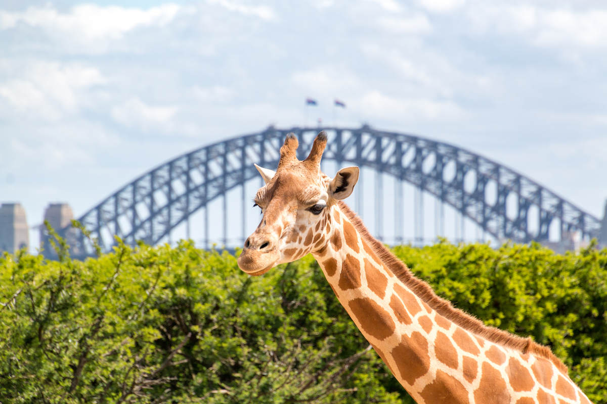 Taronga Zoo Sydney. Photographed by mingis. Image via Shutterstock