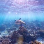 Snorkelling at Turquoise Bay, Western Australia. Image supplied via Tourism Western Australia.