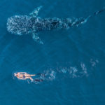 Snorkelling with a Whale Shark in Ningaloo Reef, Western Australia. Image supplied via Tourism Western Australia.
