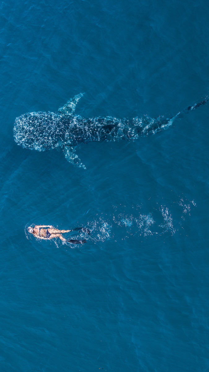 Snorkelling with a Whale Shark in Ningaloo Reef, Western Australia. Image supplied via Tourism Western Australia.