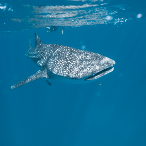 Whale Shark Ningaloo Reef, Exmouth, Western Australia. Image supplied via Tourism Western Australia.