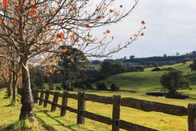 Autumnal landscape nature photography Southern Highlands NSW Australia. Image by Martha Almeyda via Shutterstock.