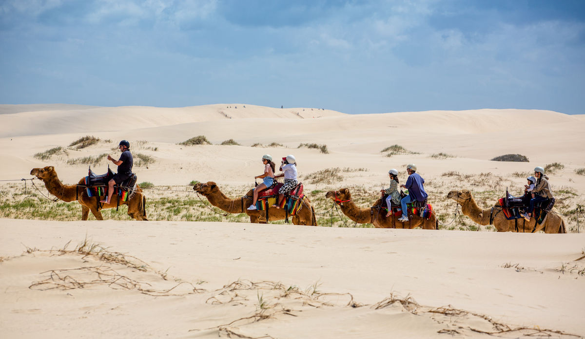 Line of camels walking though sand dunes with tourists at Birubi Beach, NSW. Image by Nigel Jarvis via Shutterstock.