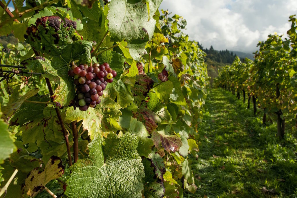 Grapes in vineyard. Image by Mali Maeder via Pexels.