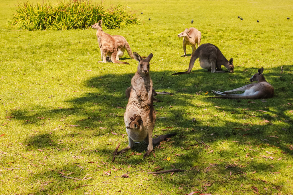 Kangaroos at Morisset Park. Image by Gregorio Koji vis Shutterstock