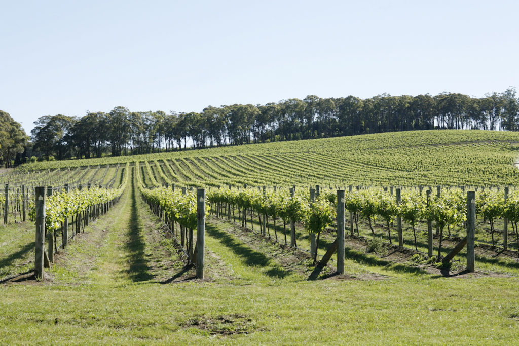 Vineyards in Bowral. Image by Steve Lovegrove via Shutterstock.