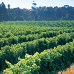 Cape Mentelle Vineyards, Margaret River. Imae supplied via Tourism Western Australia.