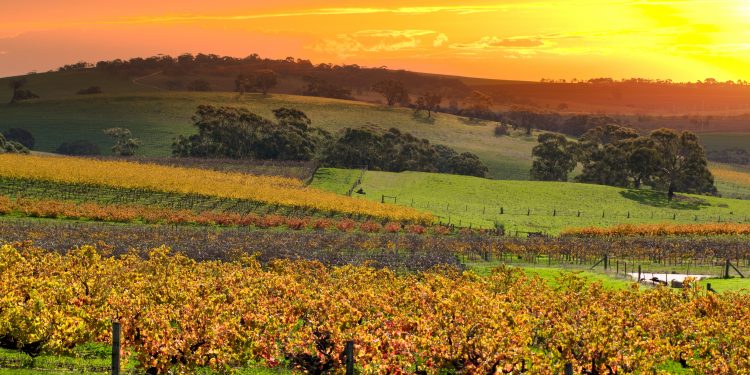 Barossa Vineyards. Image by HDDigital via Shutterstock.