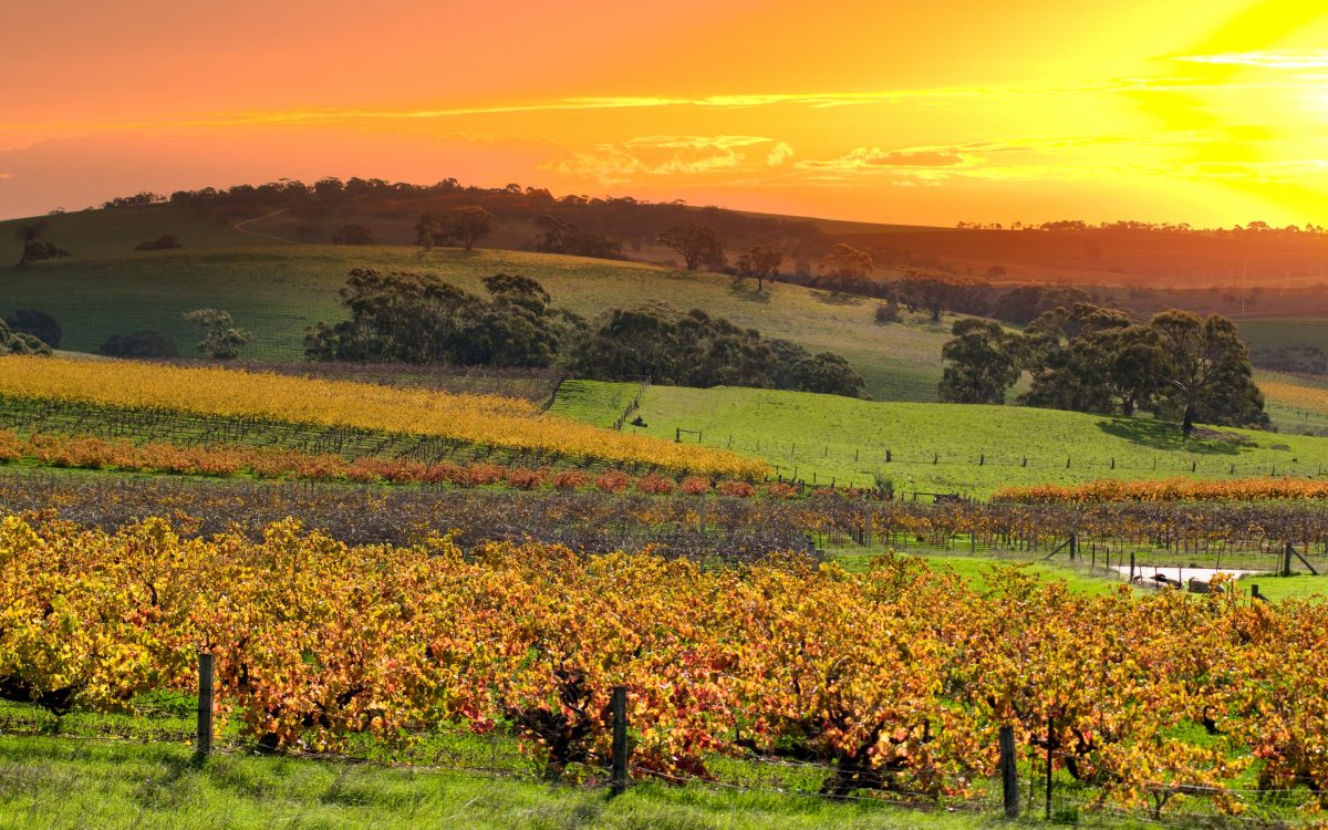 Barossa Vineyards. Image by HDDigital via Shutterstock.