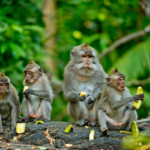 Bali Monkeys. Photographed by Leo_nik. Image via Shutterstock.