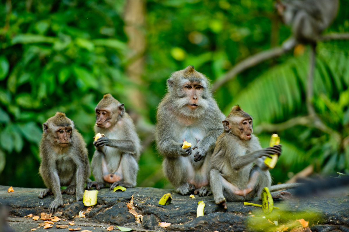 Bali Monkeys. Photographed by Leo_nik. Image via Shutterstock.