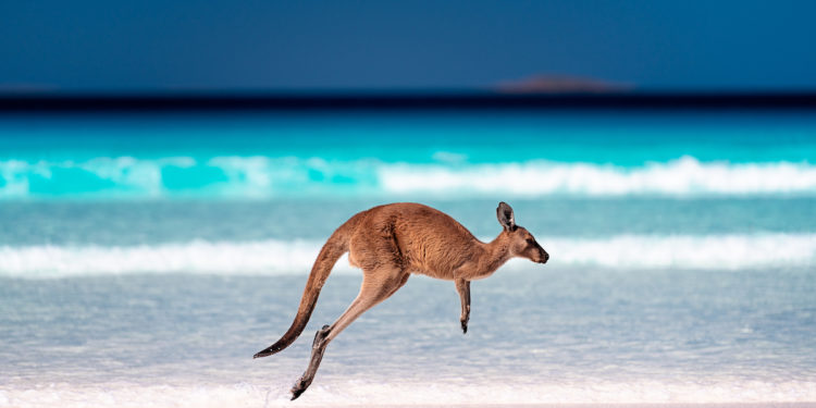Kangaroo hopping / jumping mid air on sand near the surf on the beach at Lucky Bay, Cape Le Grand National Park, Esperance, Western Australia