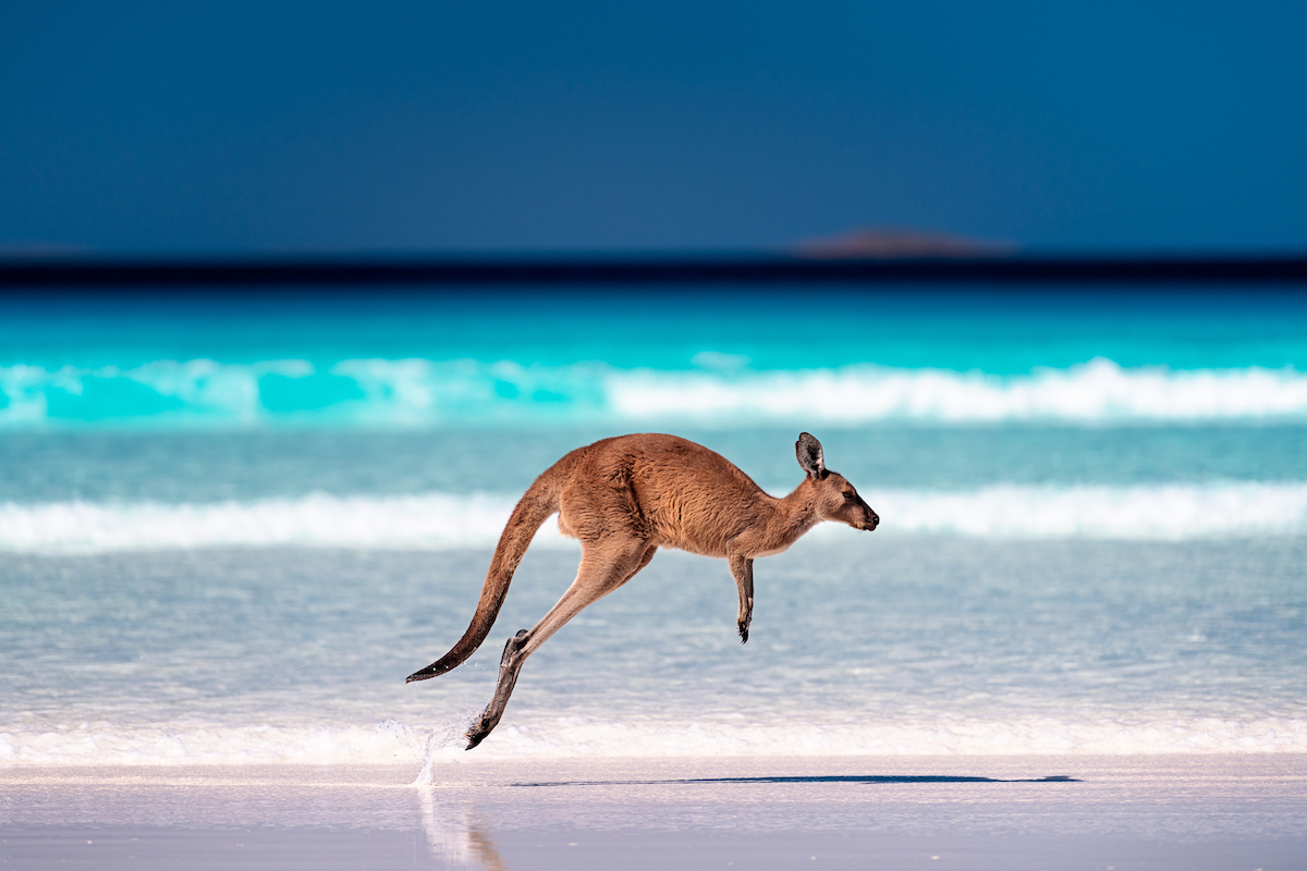 The 12 Best Beaches in Australia for Summer 2021. Kangaroo at Lucky Bay. Image by Andrew Atkinson via Shutterstock.