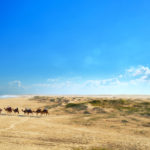 Camel Ride on Sandy beach, Port Stephens. Image by fotobycam via Shutterstock.