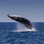 Humpback whale in Port Stephens. Image by Anne Powell via Shutterstock.