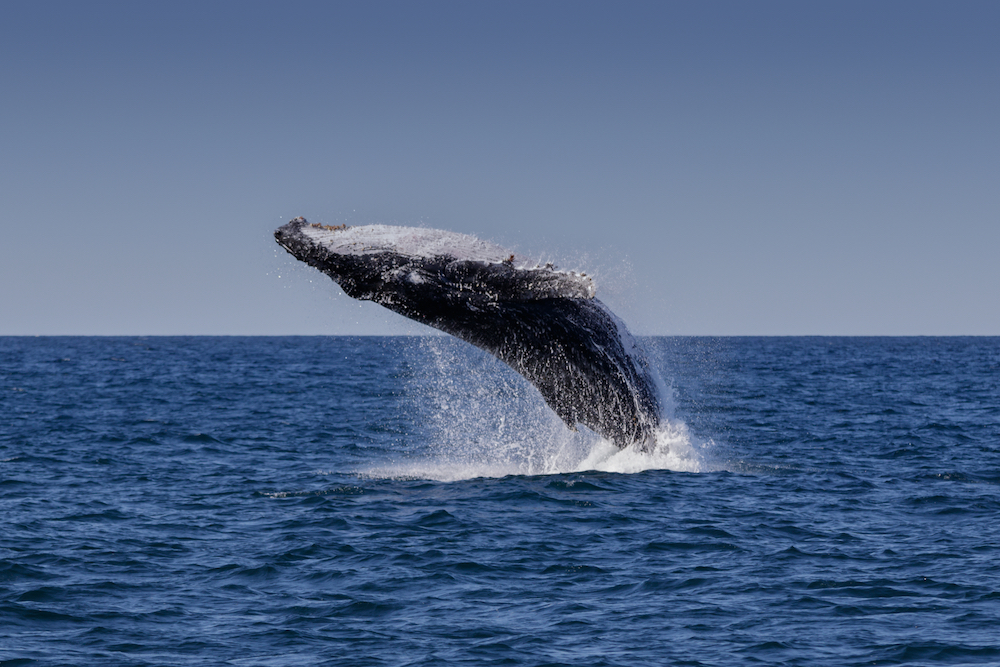 Humpback whale in Port Stephens. Image by Anne Powell via Shutterstock.