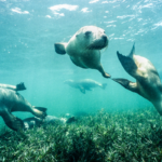 Jurien Bay seals Western Australia. Photographed by Ian D M Robertson. Image via Shutterstock.