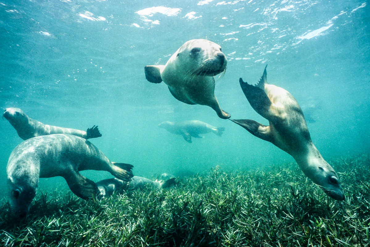 Jurien Bay seals Western Australia. Photographed by Ian D M Robertson. Image via Shutterstock.
