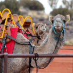 Australian Camel. Photographed by Inaghalvorsen. Image via Shutterstock.