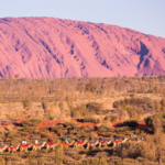 Camel Tours, Uluru, Northern Territory. Photographed by FiledIMAGE. Image via Shutterstock.