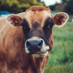 Cow. Photographed by lucidvision. Image via Shutterstock.