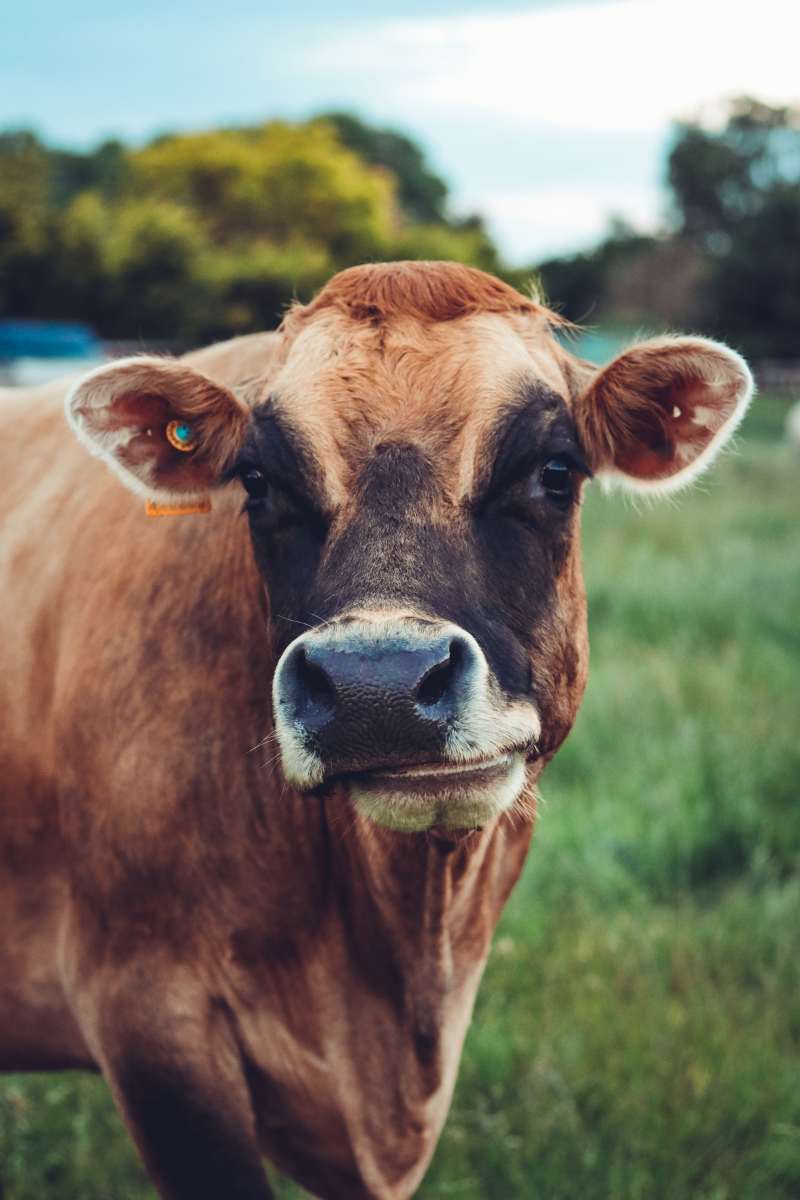 Cow. Photographed by lucidvision. Image via Shutterstock.