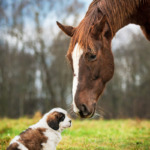 Dog and horse. Photographed by Rita_Kochmarjova. Image via Shutterstock.