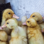Ducklings. Photographed by Aleksey_Potopahin. Image via Shutterstock.