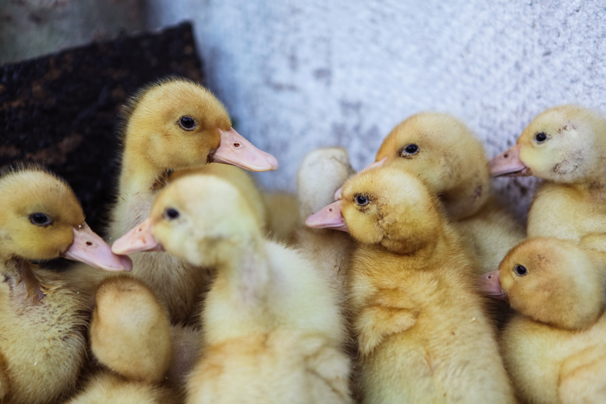 Ducklings. Photographed by Aleksey_Potopahin. Image via Shutterstock.