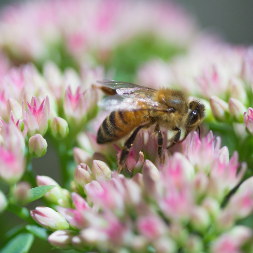 R. Stephens Apiary, Leatherwood Honey