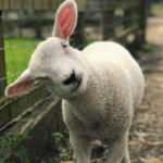 Lamb. Photographed by Avogoddess. Image via Shutterstock.