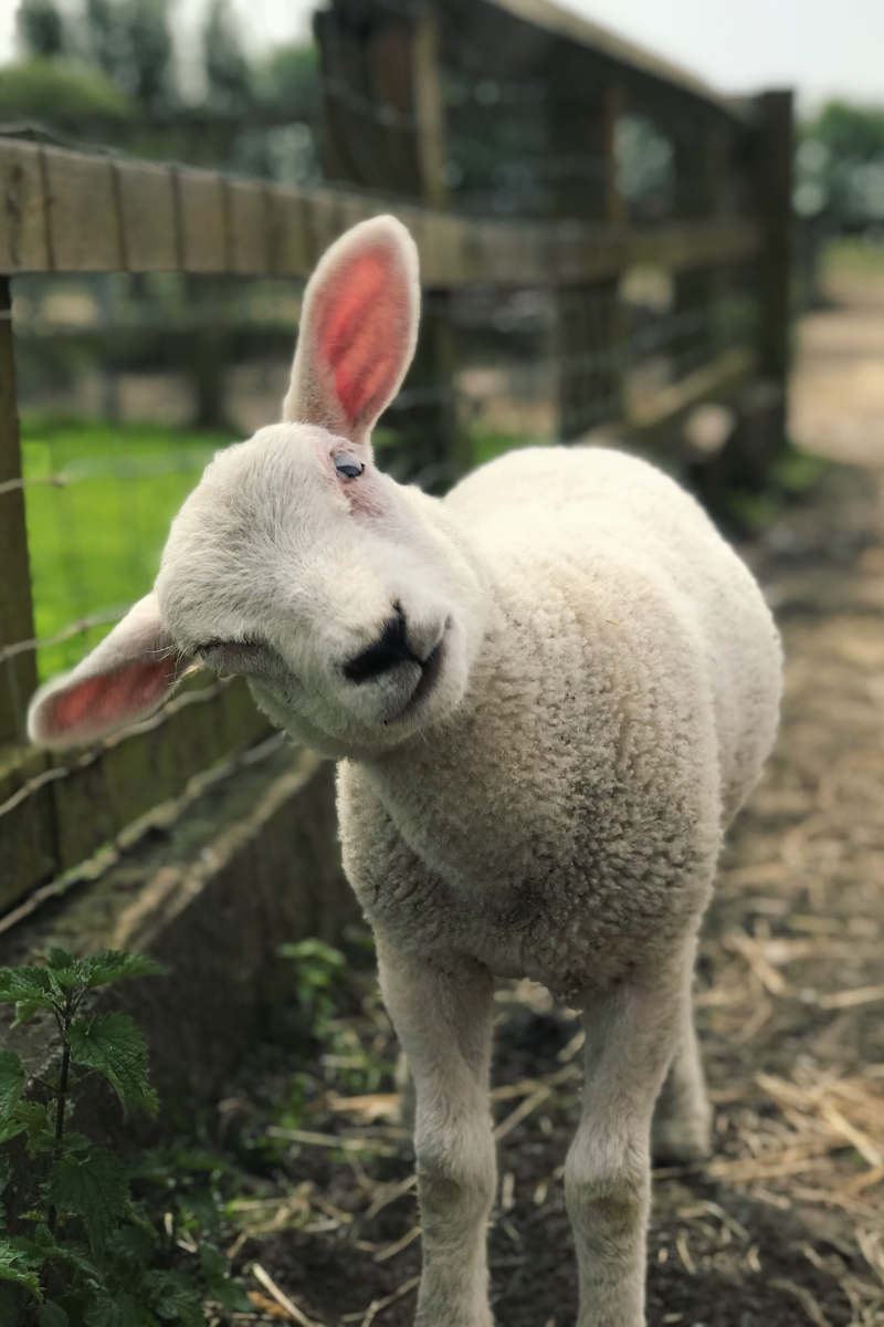 Lamb. Photographed by Avogoddess. Image via Shutterstock.